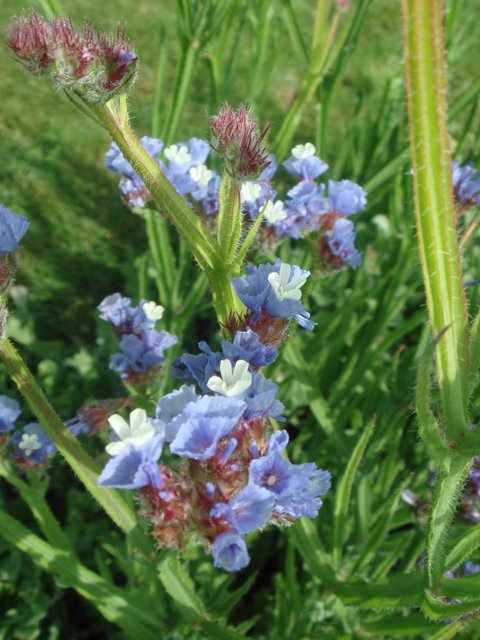 Limonium sinuatum 'Qis bleu d'Azur' fleur